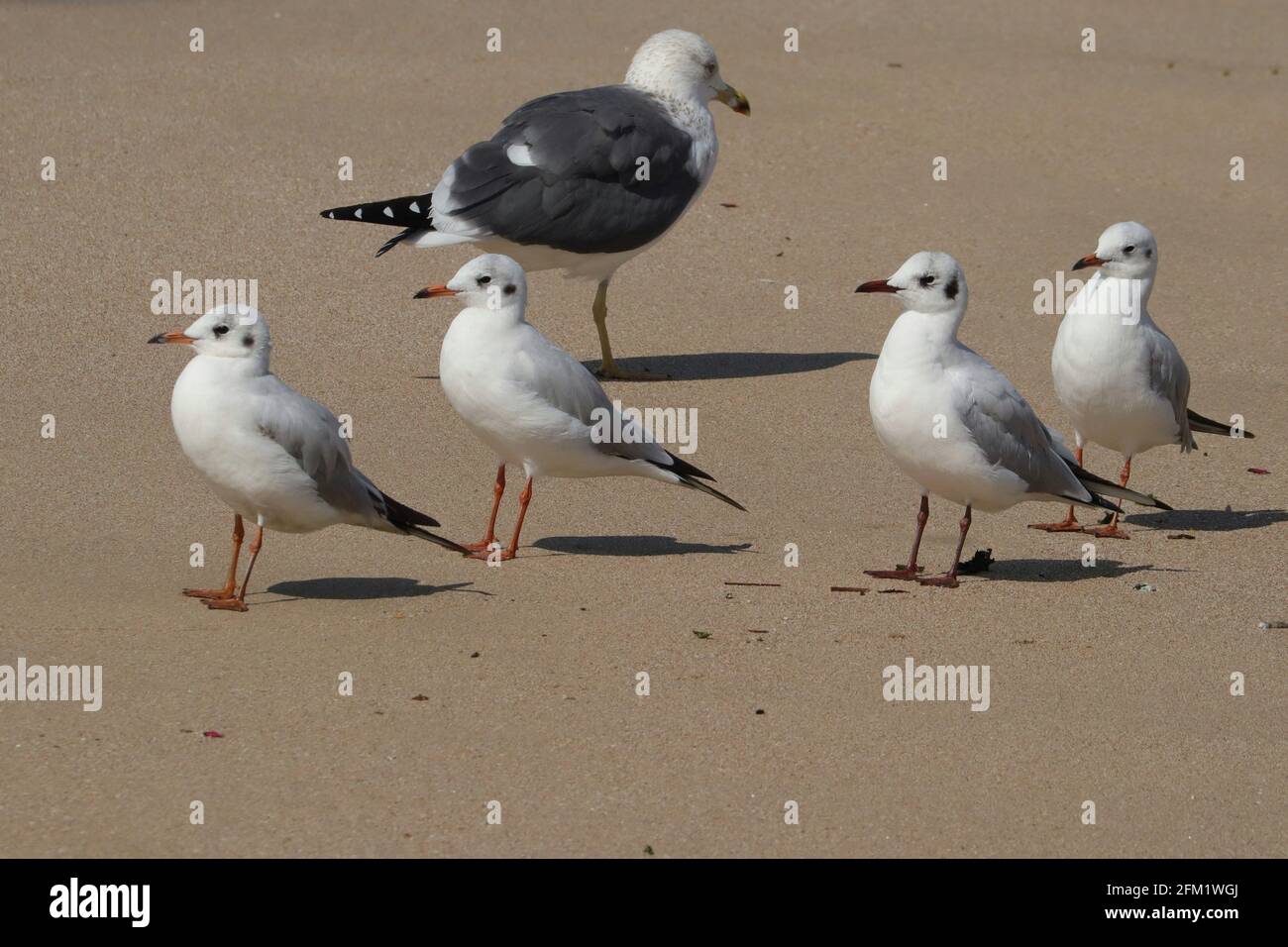 Gruppo di piccoli gabbiani sulla sabbia su un soleggiato giorno d'estate Foto Stock