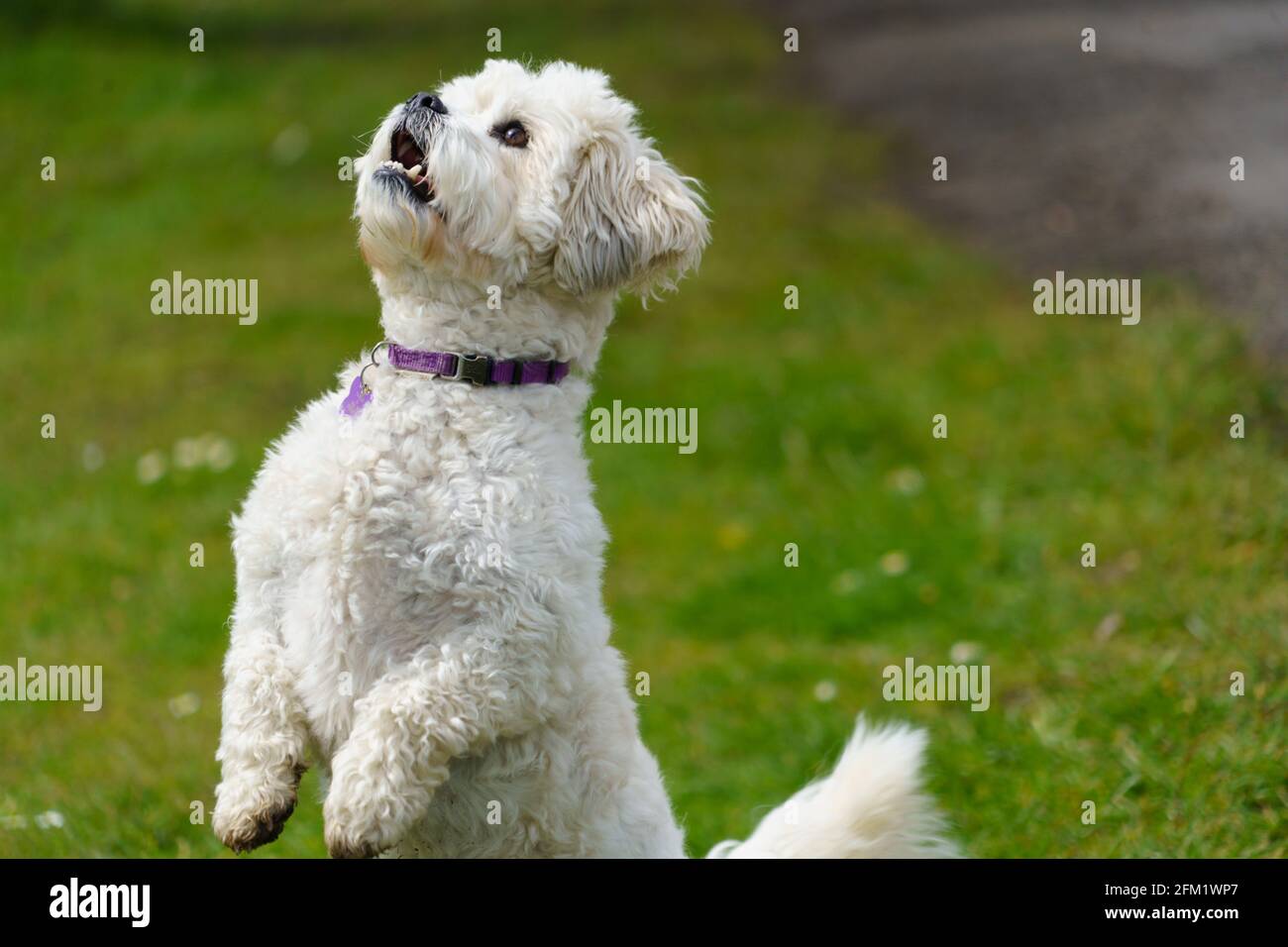 Nei Valley Gardens, Harrogate, un cane bianco Shih Tzu si fermò sulle gambe posteriori per osservare uno scoiattolo alto in un albero, nel North Yorkshire, Inghilterra, Regno Unito. Foto Stock