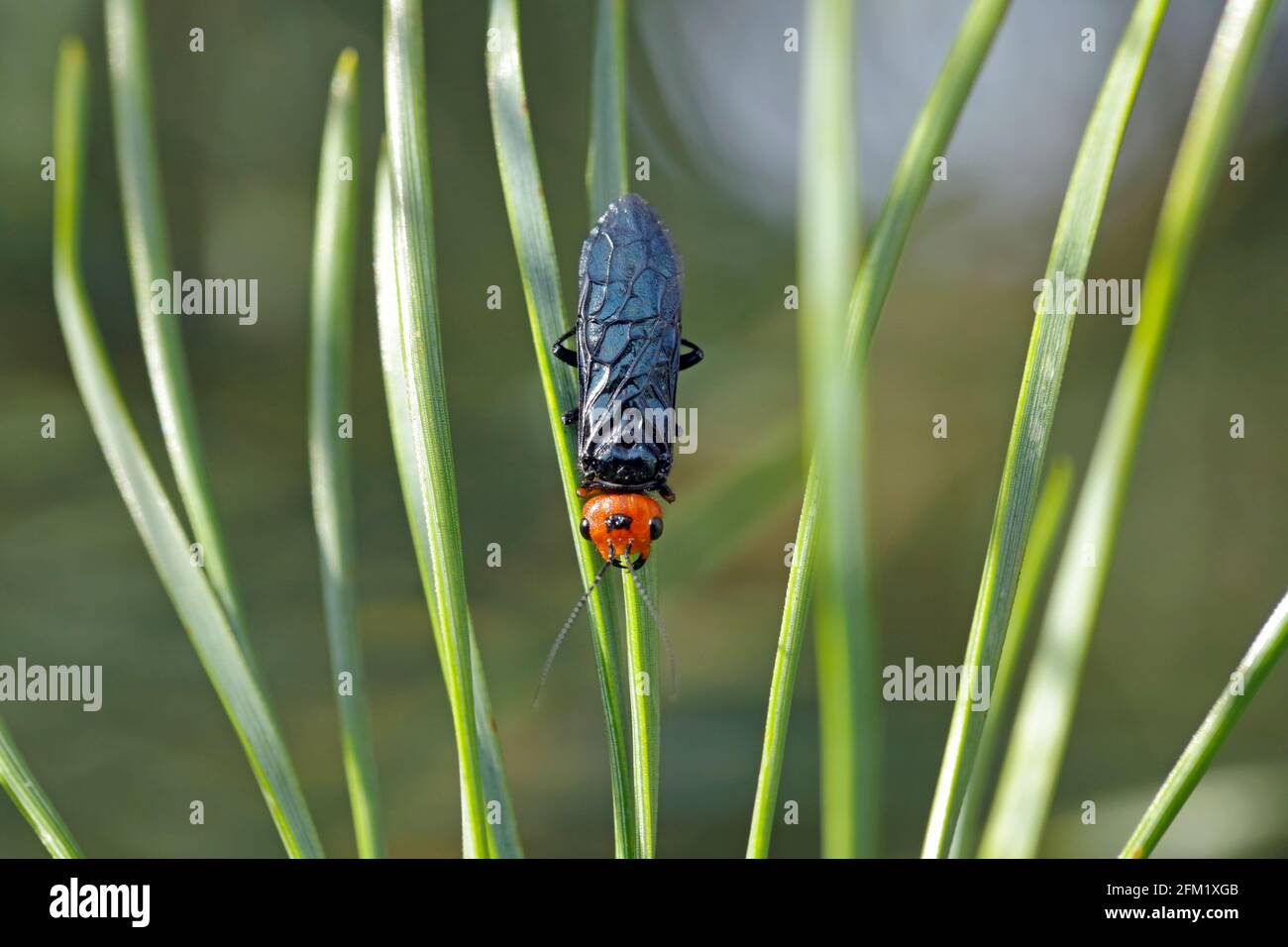 La mosca del pino rosso-testa o il webbworm falso del pino (Acantholyda eritrocephala) ha segato nella famiglia Pamphiliidae nativo in Europa. PINES Pest. Foto Stock