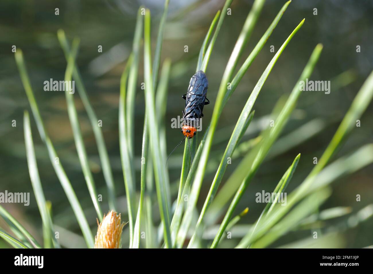 La mosca del pino rosso-testa o il webbworm falso del pino (Acantholyda eritrocephala) ha segato nella famiglia Pamphiliidae nativo in Europa. PINES Pest. Foto Stock