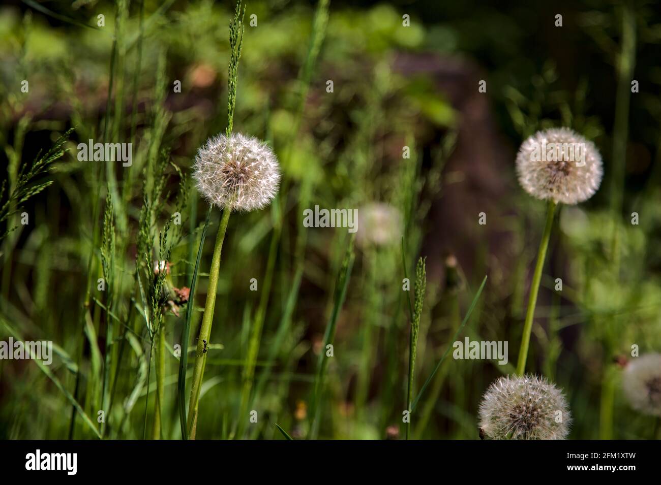 I dandelioni nell'erba visto in su vicino Foto Stock