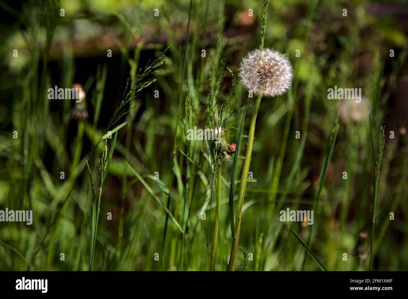 I dandelioni nell'erba visto in su vicino Foto Stock