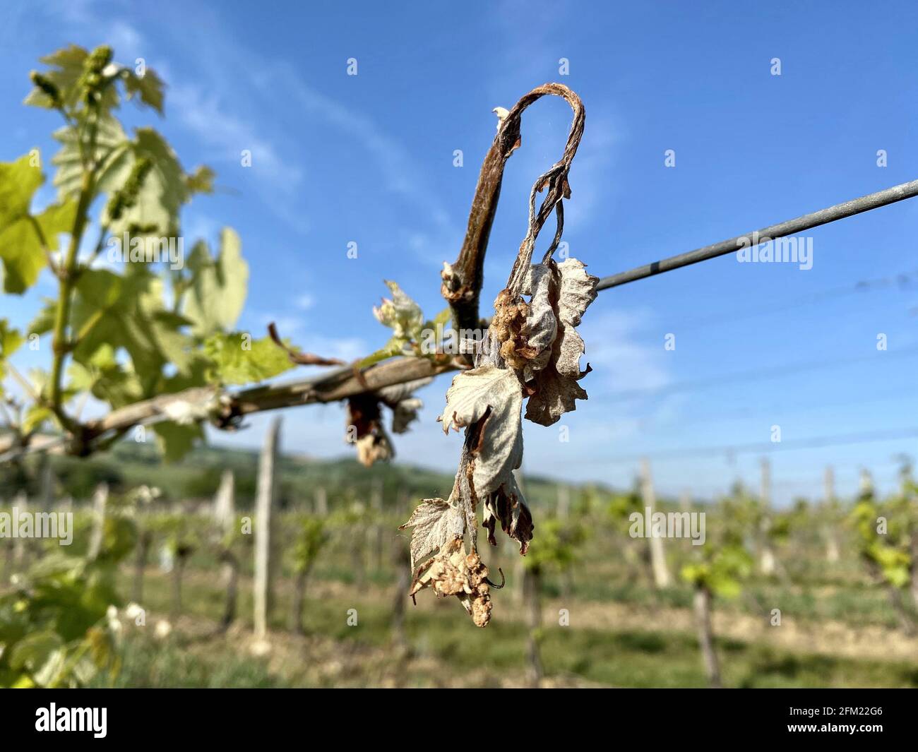 Vitigno essiccato a causa di gnate notturne in Francia Foto Stock