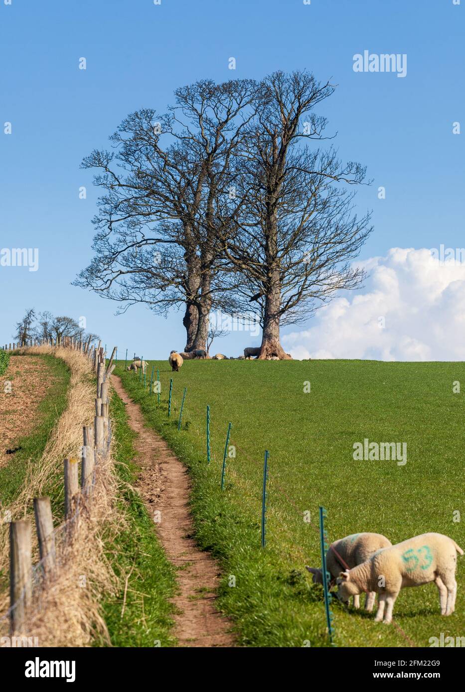 Vista di un sentiero attraverso un prato che passa oltre la primavera agnelli verso due alberi all'orizzonte Foto Stock