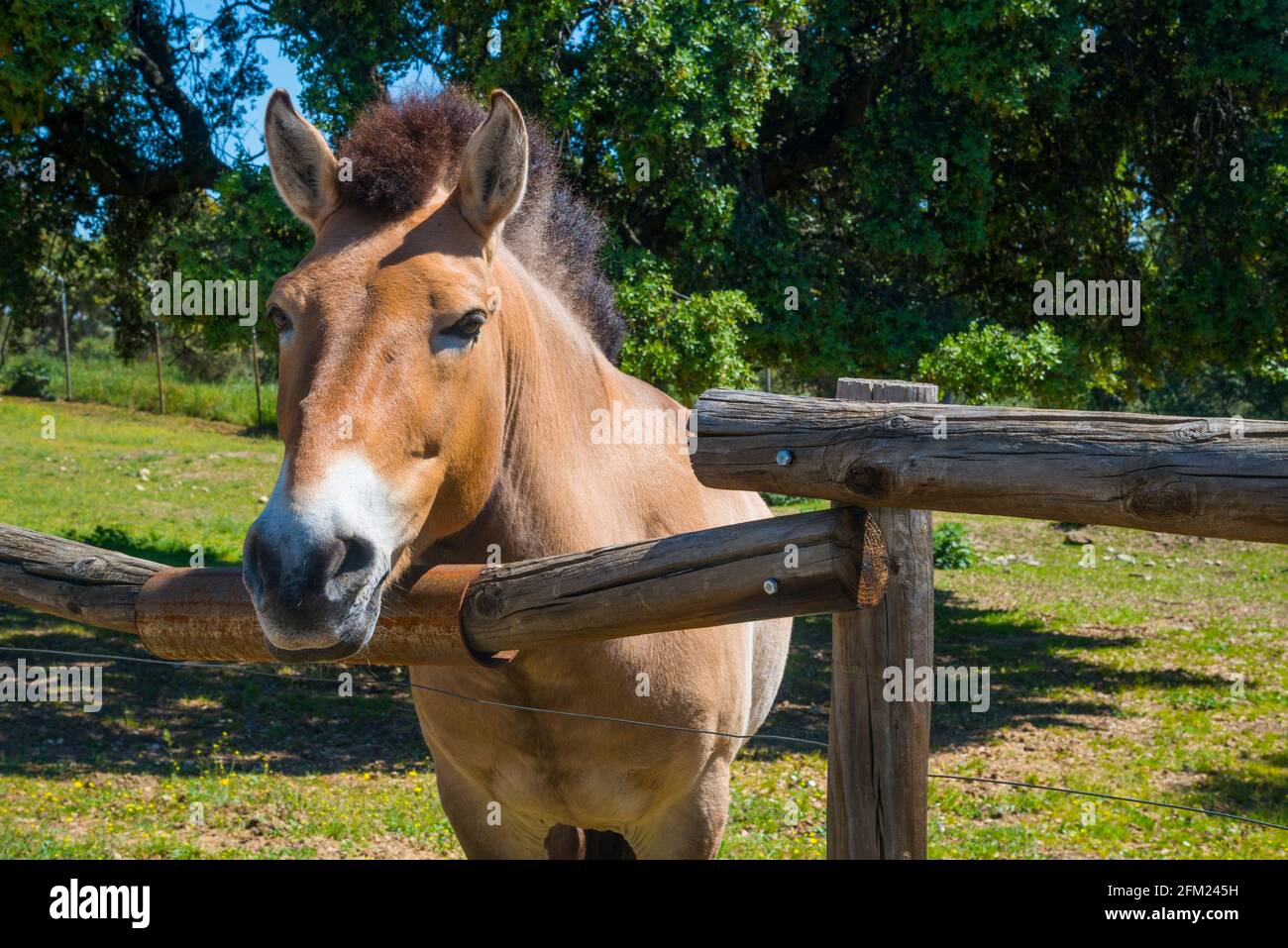 Przewalski cavallo. Safari Madrid, Aldea del Fresno, provincia di Madrid, Spagna. Foto Stock