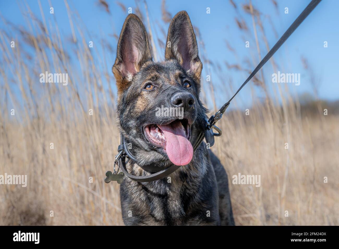 Un ritratto di un felice cucciolo di Pastore tedesco di quattro mesi in erba alta e secca. Linea di lavoro razza Foto Stock