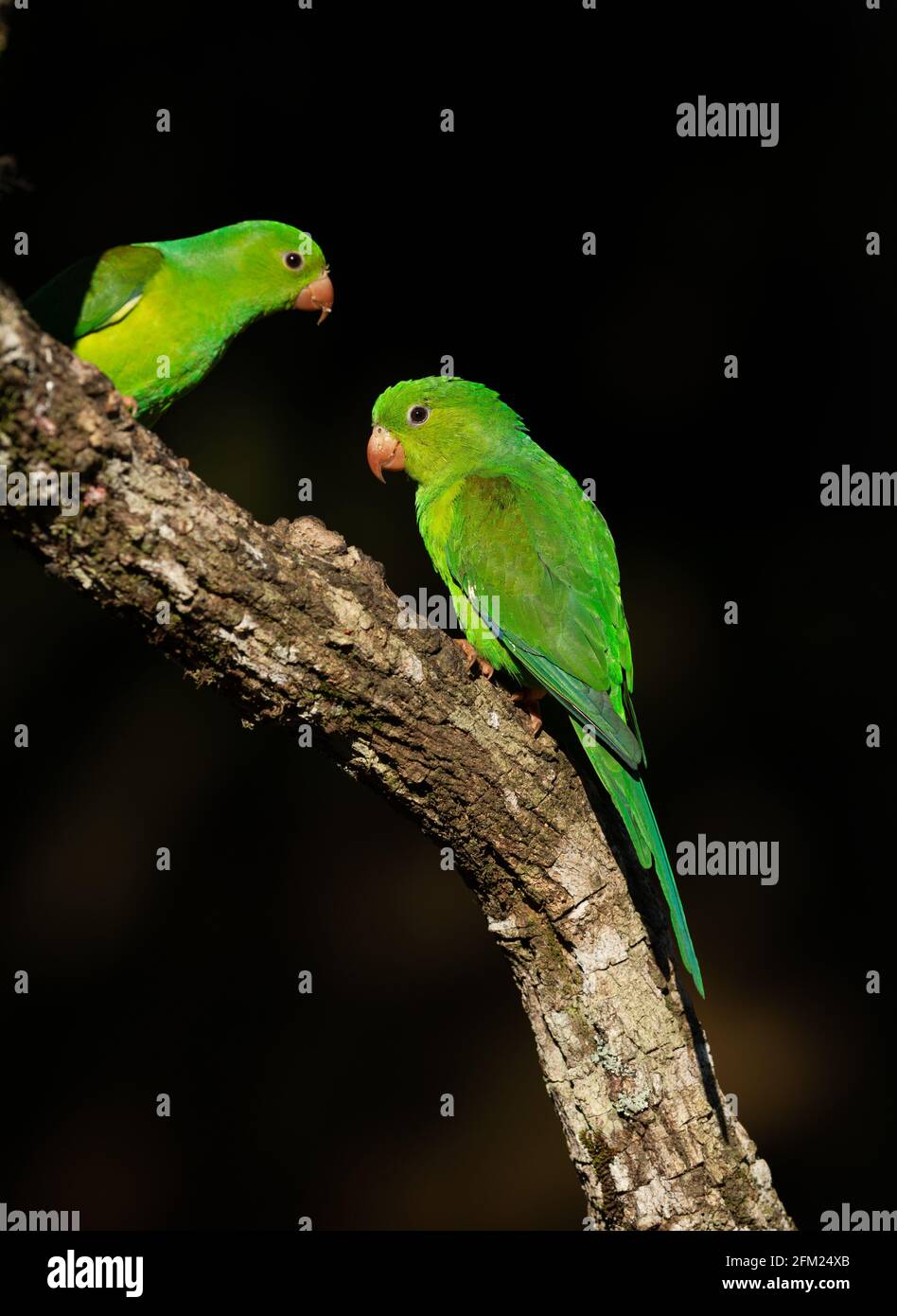 Un paio di Parakeets semplici (Brotogeris tirica) Dalla foresta pluviale atlantica del Brasile sud-orientale Foto Stock