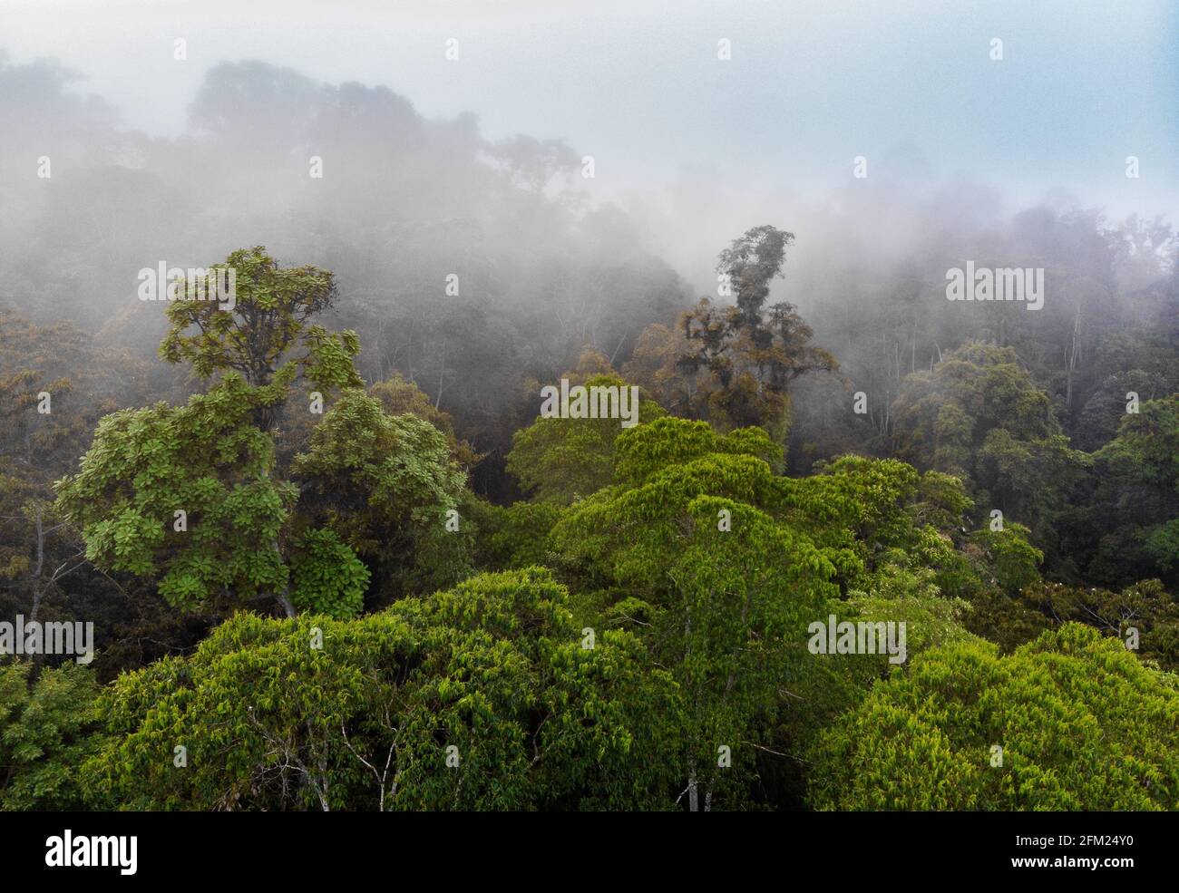 Misty e la foresta pluviale umida dell'Atlantico del Brasile di se Foto Stock