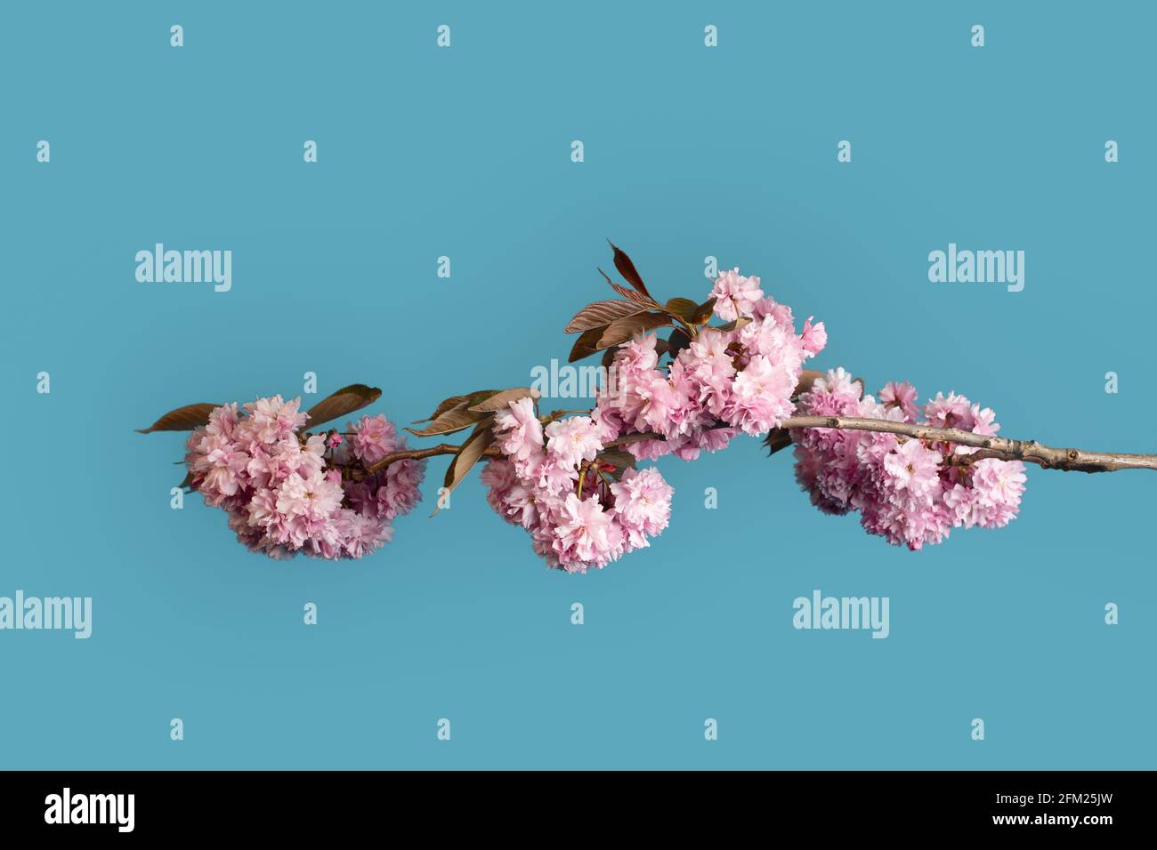 Immagine ravvicinata di un isolato fiore rosa di ciliegi giapponesi contro uno sfondo blu Foto Stock
