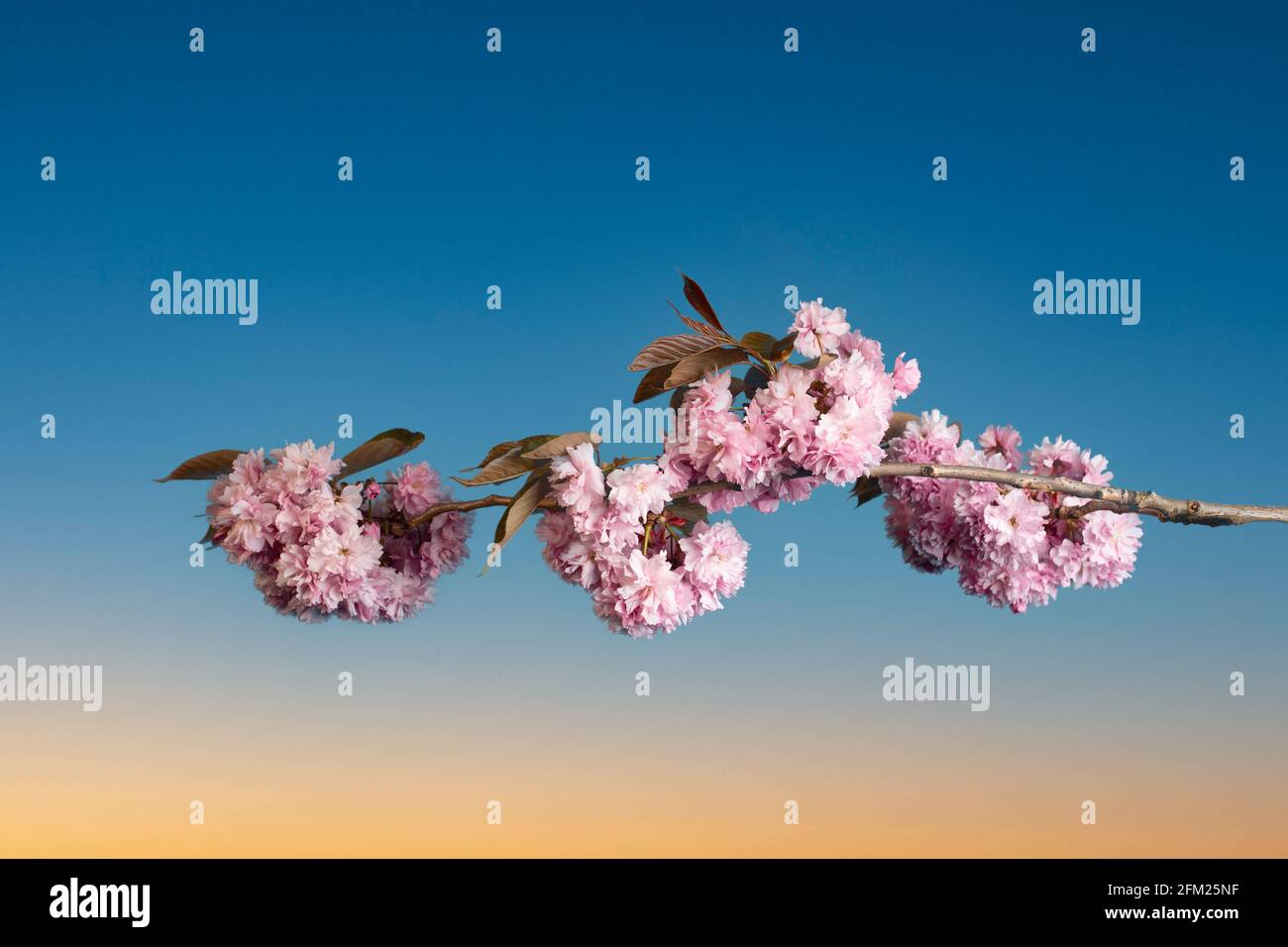 Un bel ramo di fiori di ciliegio giapponese in primavera contro il cielo tramonto Foto Stock