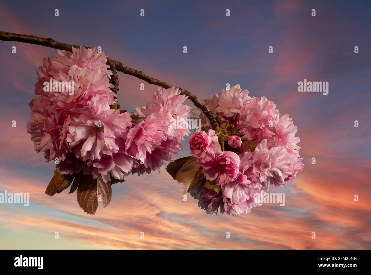 Primo piano di una bella fioritura di ciliegi in primavera contro il cielo tramonto Foto Stock