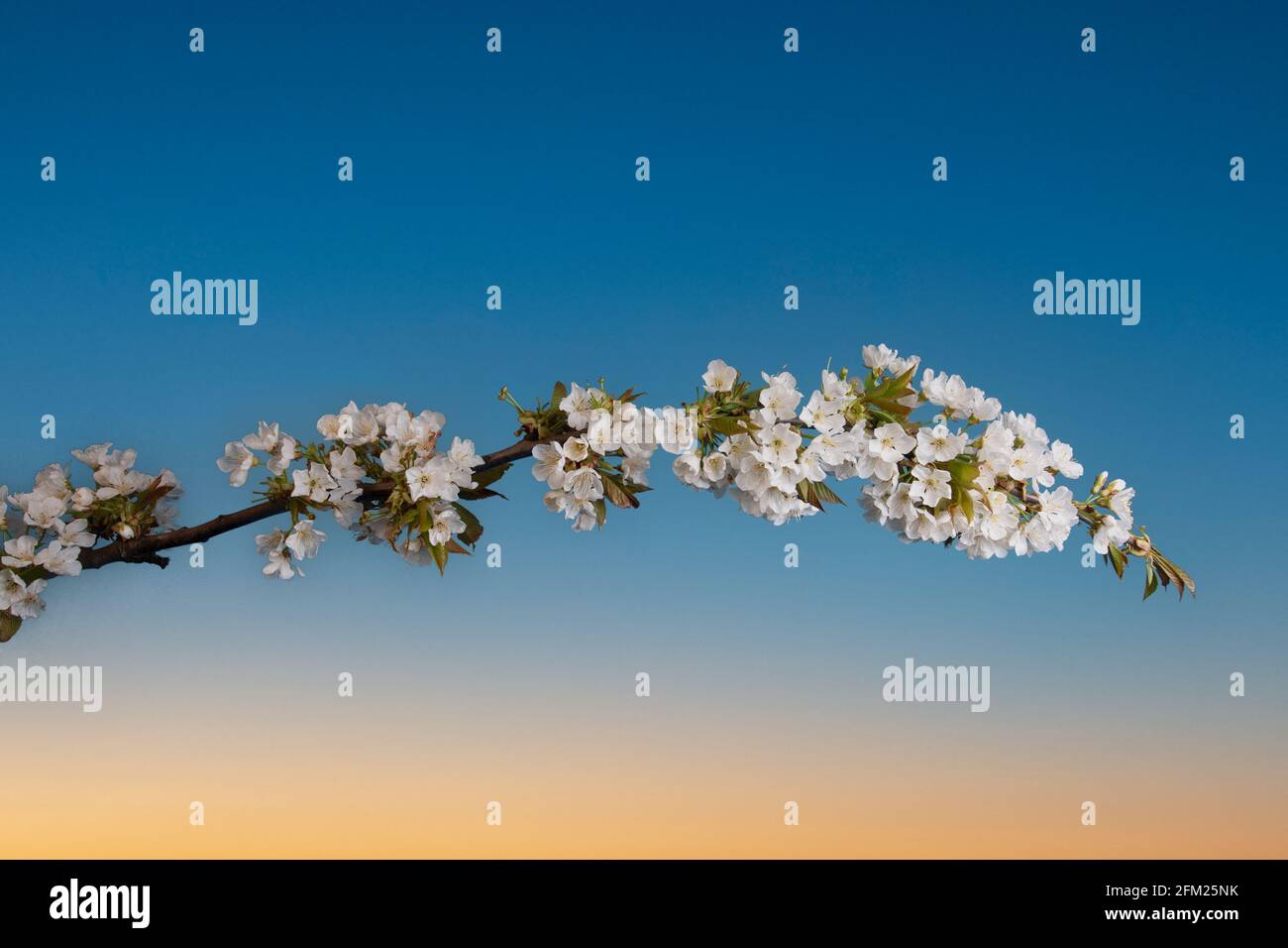 Un singolo ramo di mela blossseming aganist il cielo serale Foto Stock