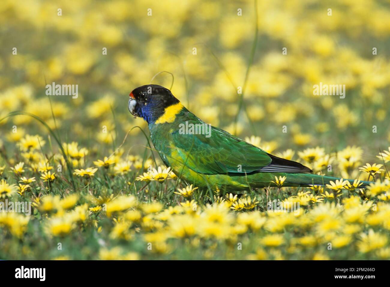 Port Lincoln Ringneck Parrot - alimentazione in Cape Weed Field Barardius zonarius Australia Occidentale BI005876 Foto Stock