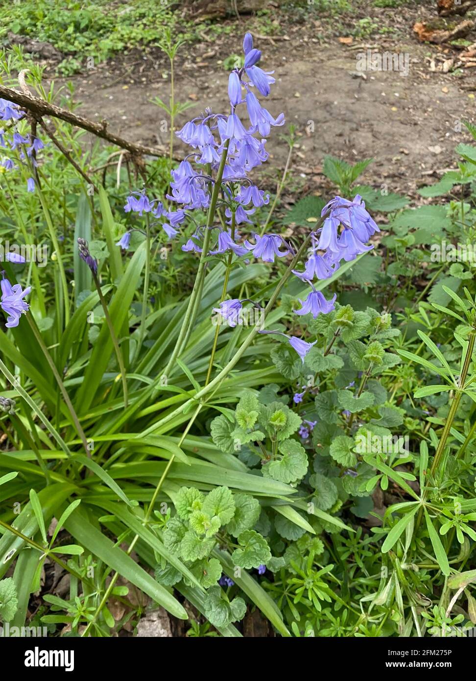 BLUEBELL COMUNE Hyacintoides non-scripta. Foto: Tony Gale Foto Stock