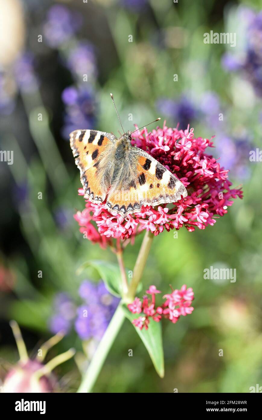 Piccola tartaruga Butterfly Foto Stock