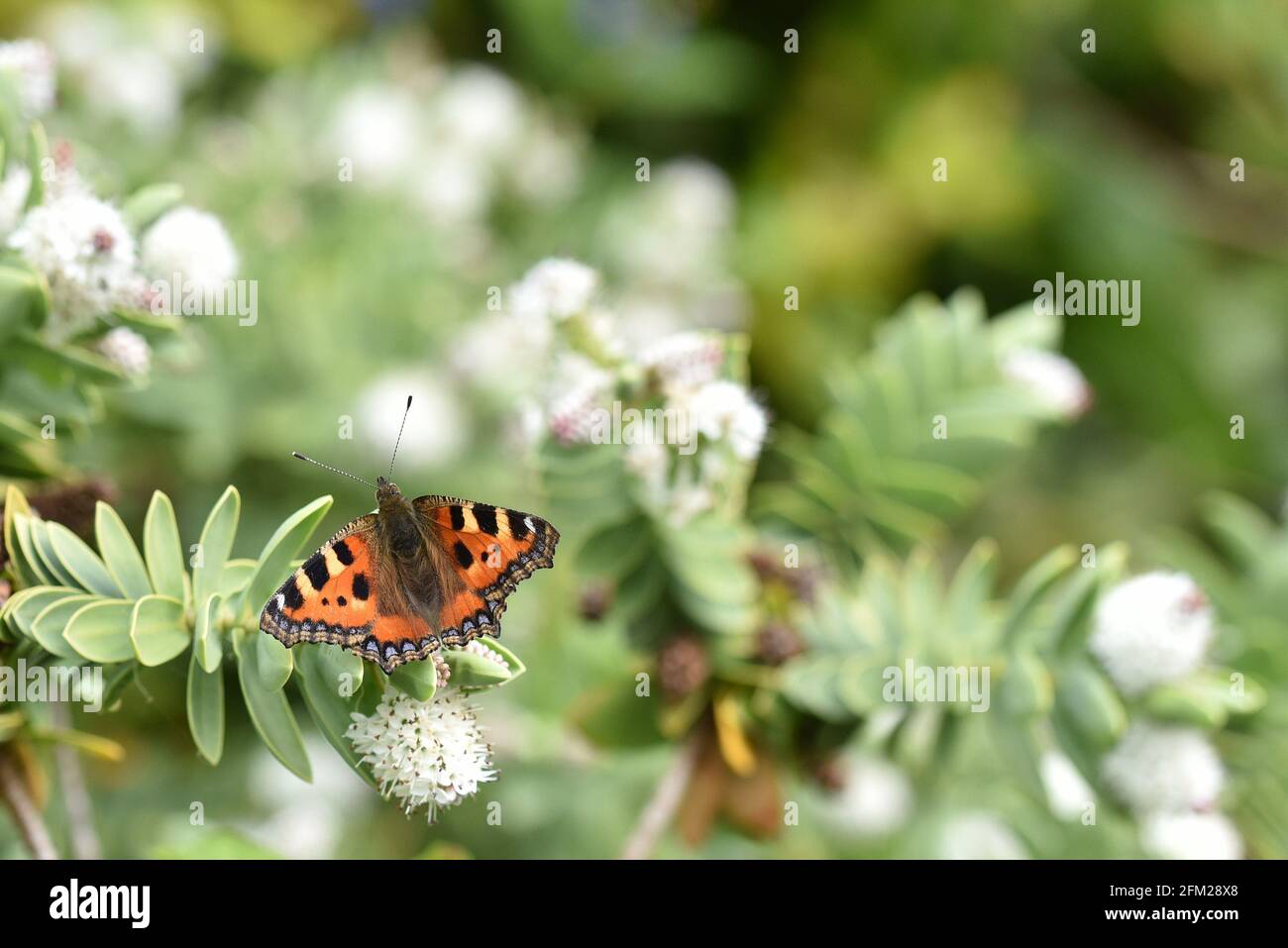 Piccola Tartaruga Butterfly Foto Stock