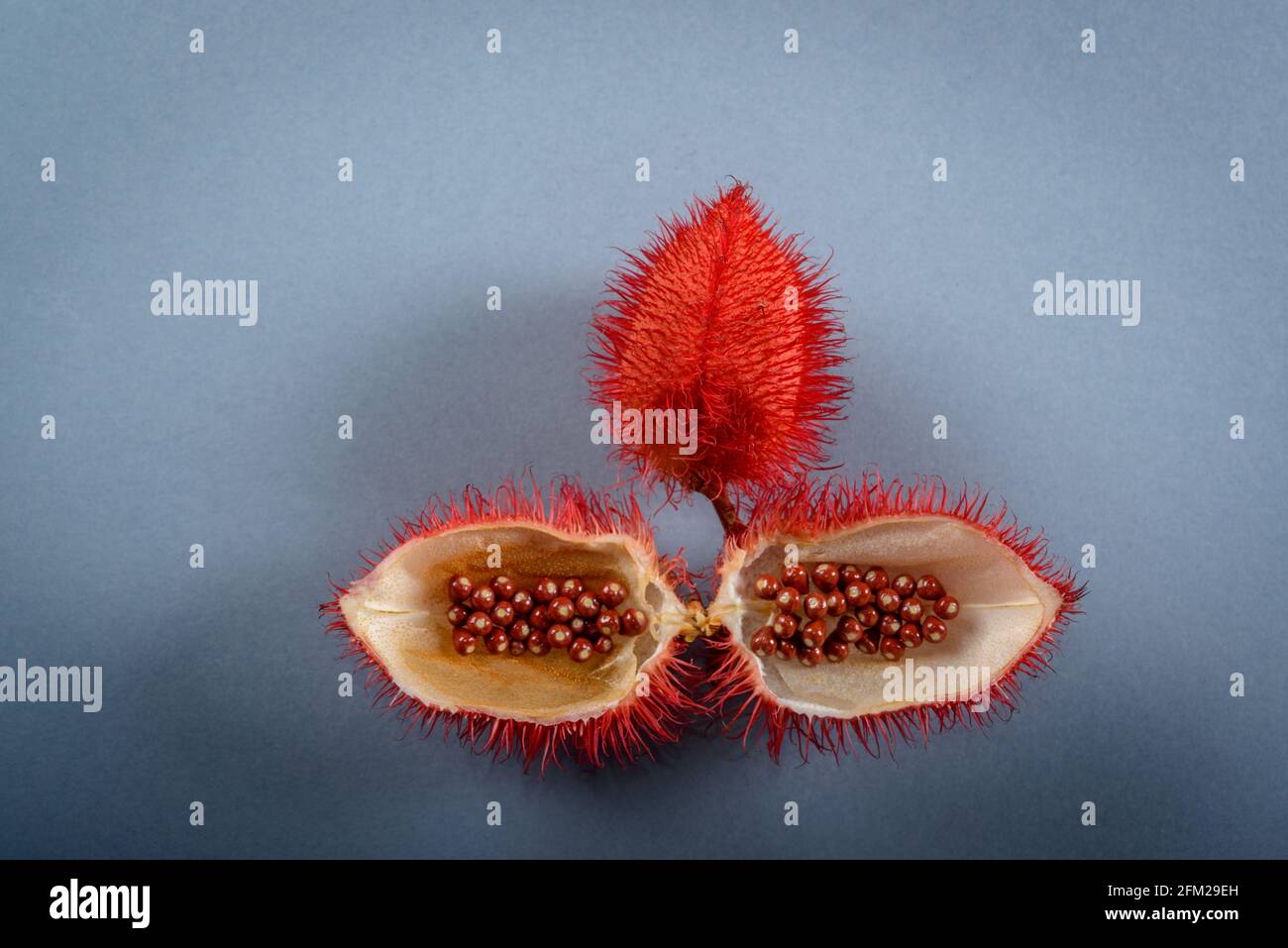 Annatto (Annatto). I suoi semi sono utilizzati come una colorazione naturale del cibo, fotografati in uno studio con uno sfondo neutro. Foto Stock