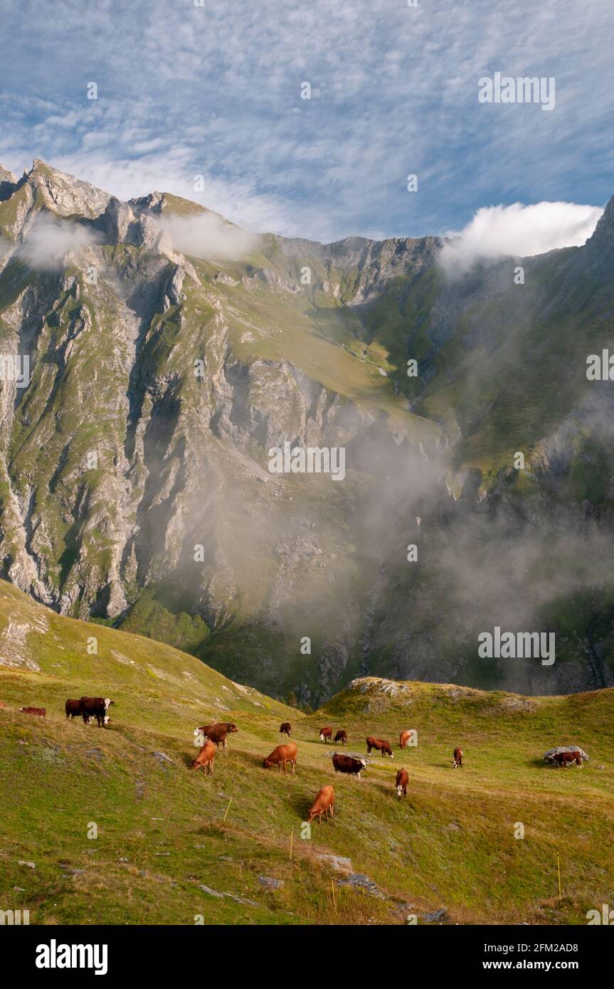 Mandria di mucche che pascolano nelle Alpi, massiccio del Beaufortain, Savoia (73), regione Auvergne-Rhone-Alpes, Francia Foto Stock