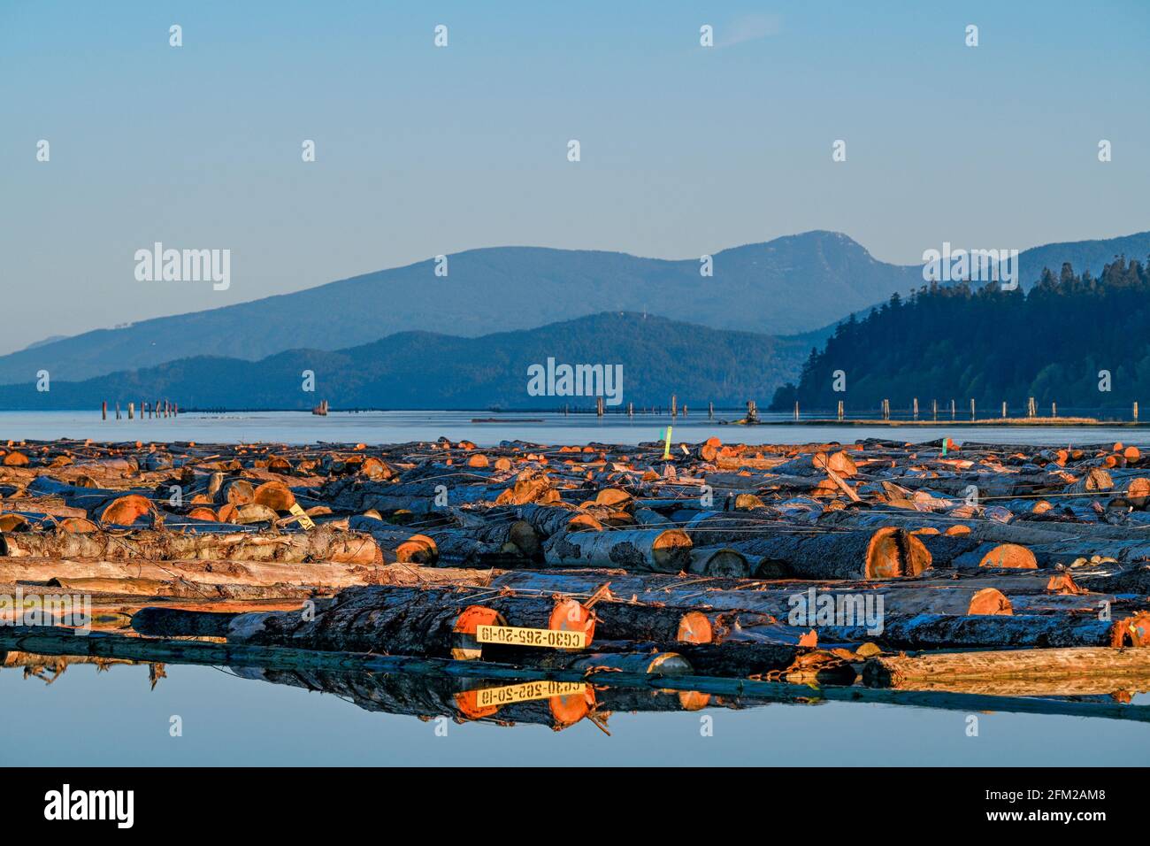 Log boom, North Arm Fraser River, Richmond, British Columbia, Canada Foto Stock