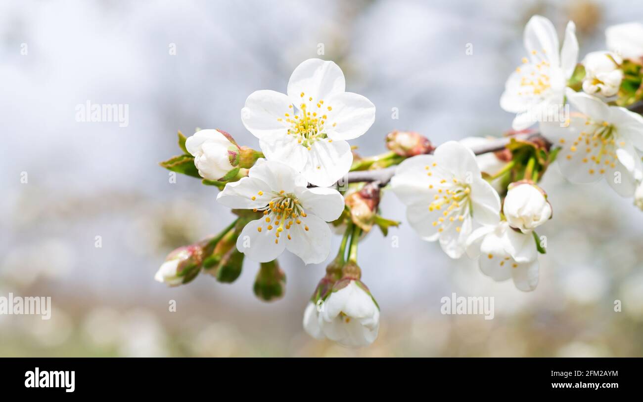 Fiori bianchi primaverili su alberi da frutto in giardino, bandiera in fiore  di ciliegio Foto stock - Alamy
