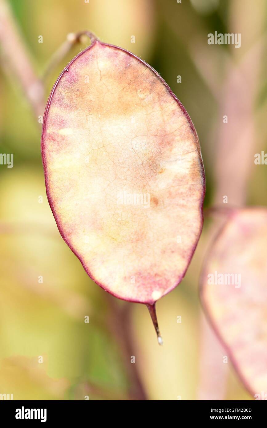 Onestà semi secchi, nome latino Lunaria annua. Foto Stock