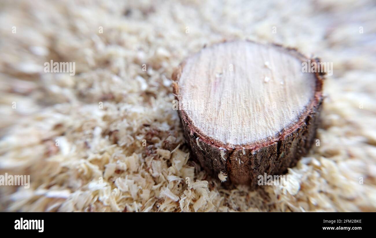 Closeup di un piccolo pezzo di legno rotondo, con segatura e piccoli frammenti di legno intorno. Foto Stock