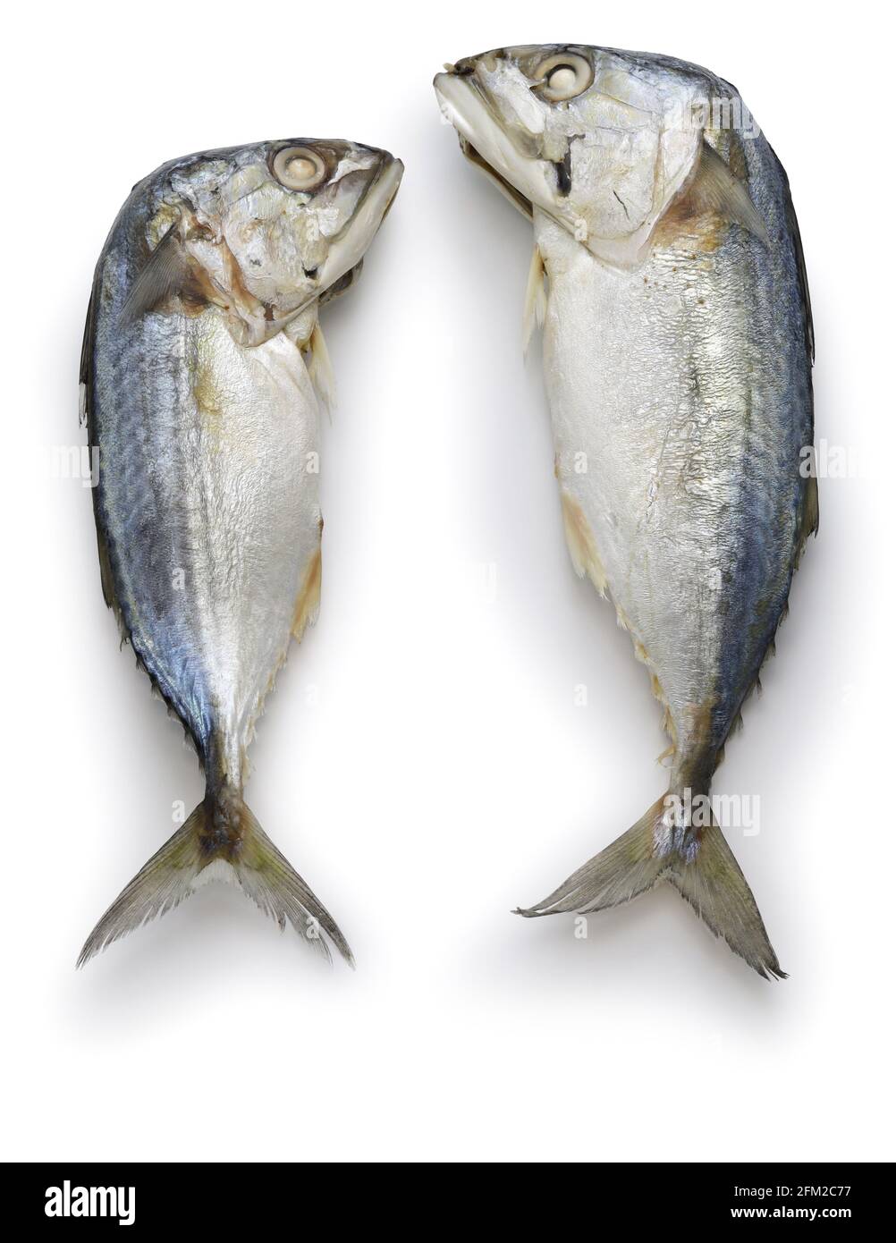 sgombro corto al vapore thai isolato su sfondo bianco Foto Stock