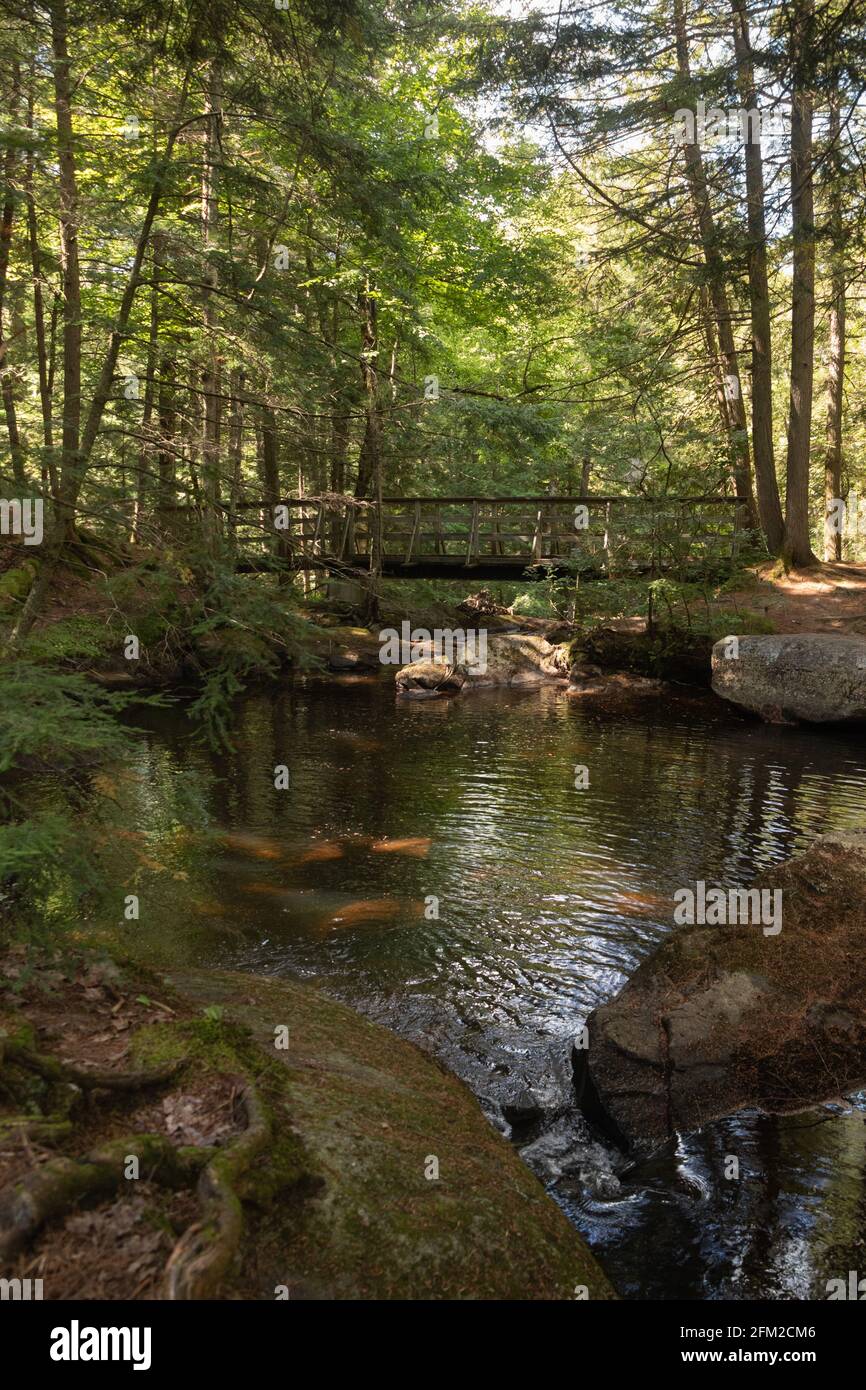 Fiume attraverso una bella foresta Foto Stock