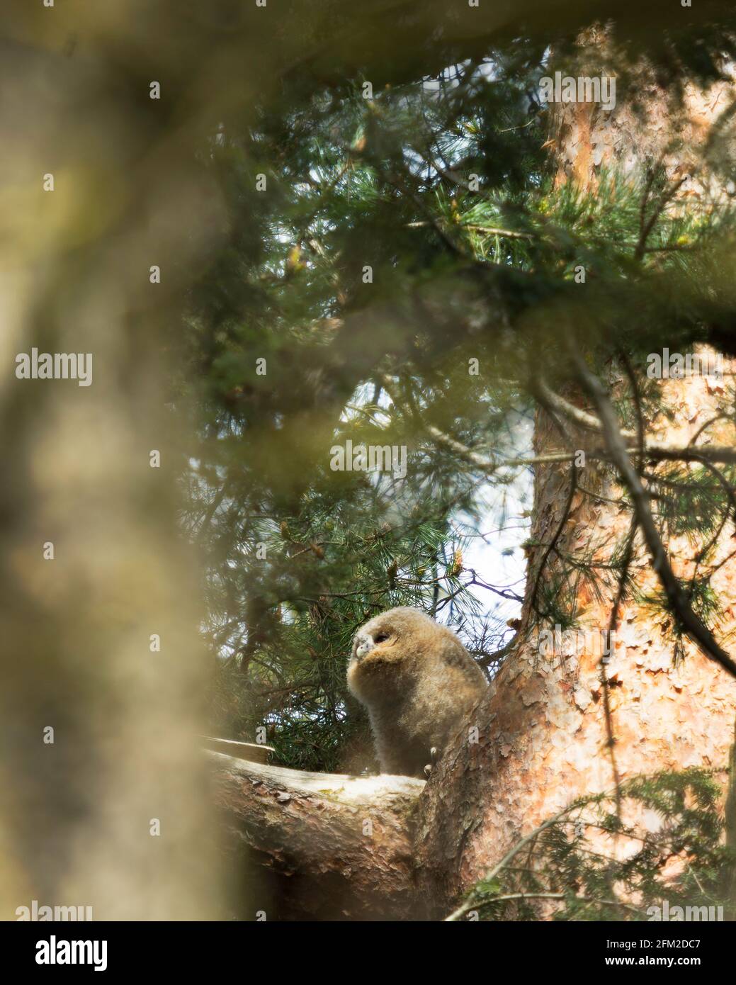 Giovane gufo di tawny in un albero Foto Stock