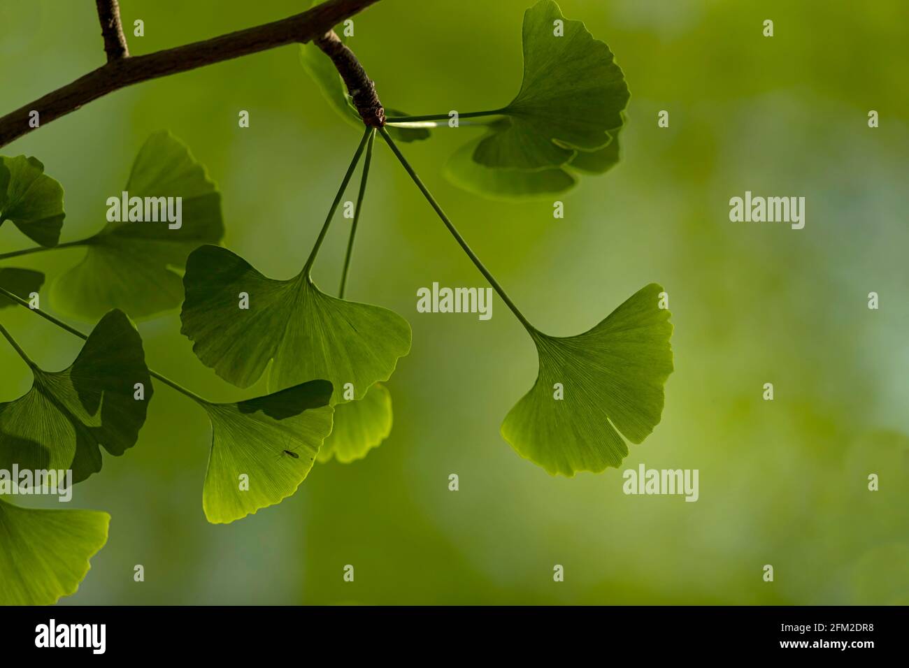 Ginkgo lascia la Riserva Naturale Nazionale di InTangjiahe Foto Stock