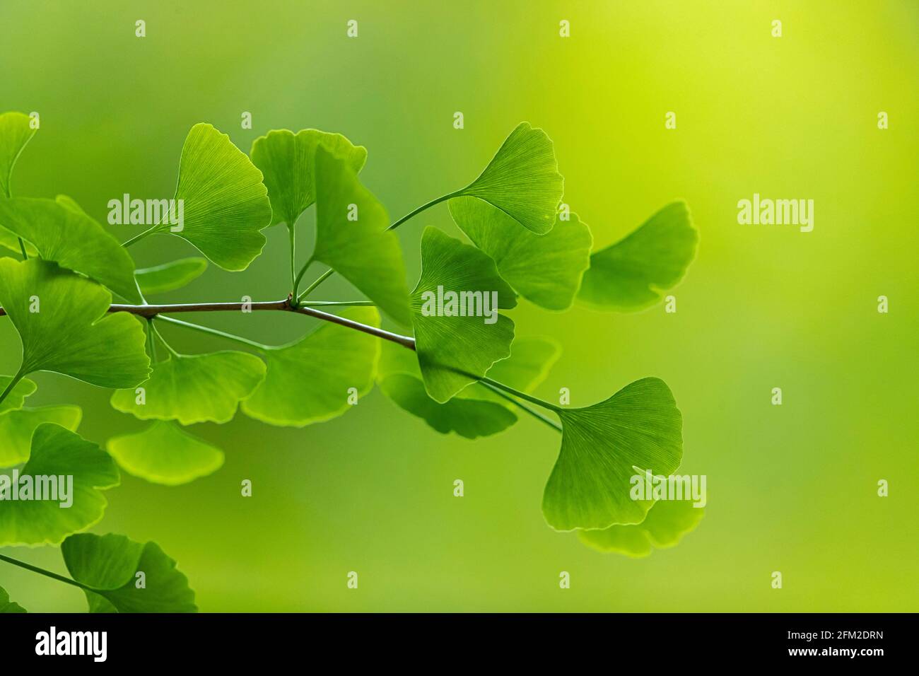 Ginkgo lascia la Riserva Naturale Nazionale di InTangjiahe Foto Stock