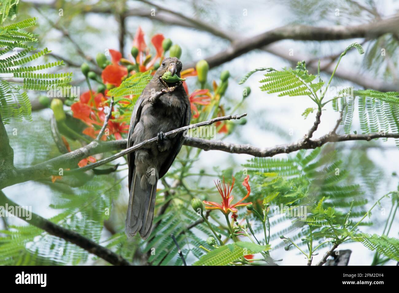 Seychelles Black Parrot - nutrirsi di Flamboyant Tree Flowers Coracopsis nigra barklyi Praslin Island, Seychelles BI015139 Foto Stock