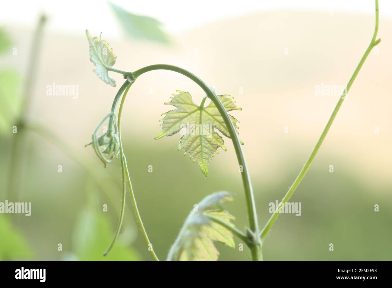 Primo piano di una foglia di vite verde Foto Stock