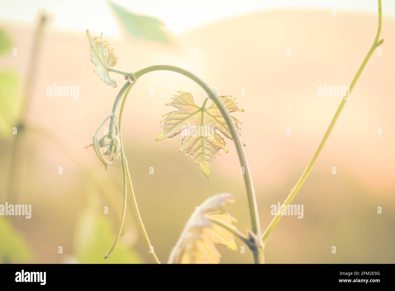 Primo piano di una foglia di vite verde Foto Stock