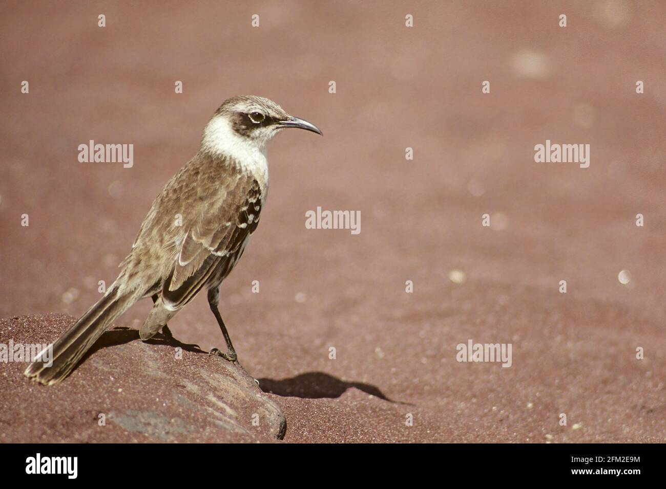 Hood Mockingbird Nesomimus macdonaldi Hood (Espanola) isola, Galapagos BI019599 Foto Stock