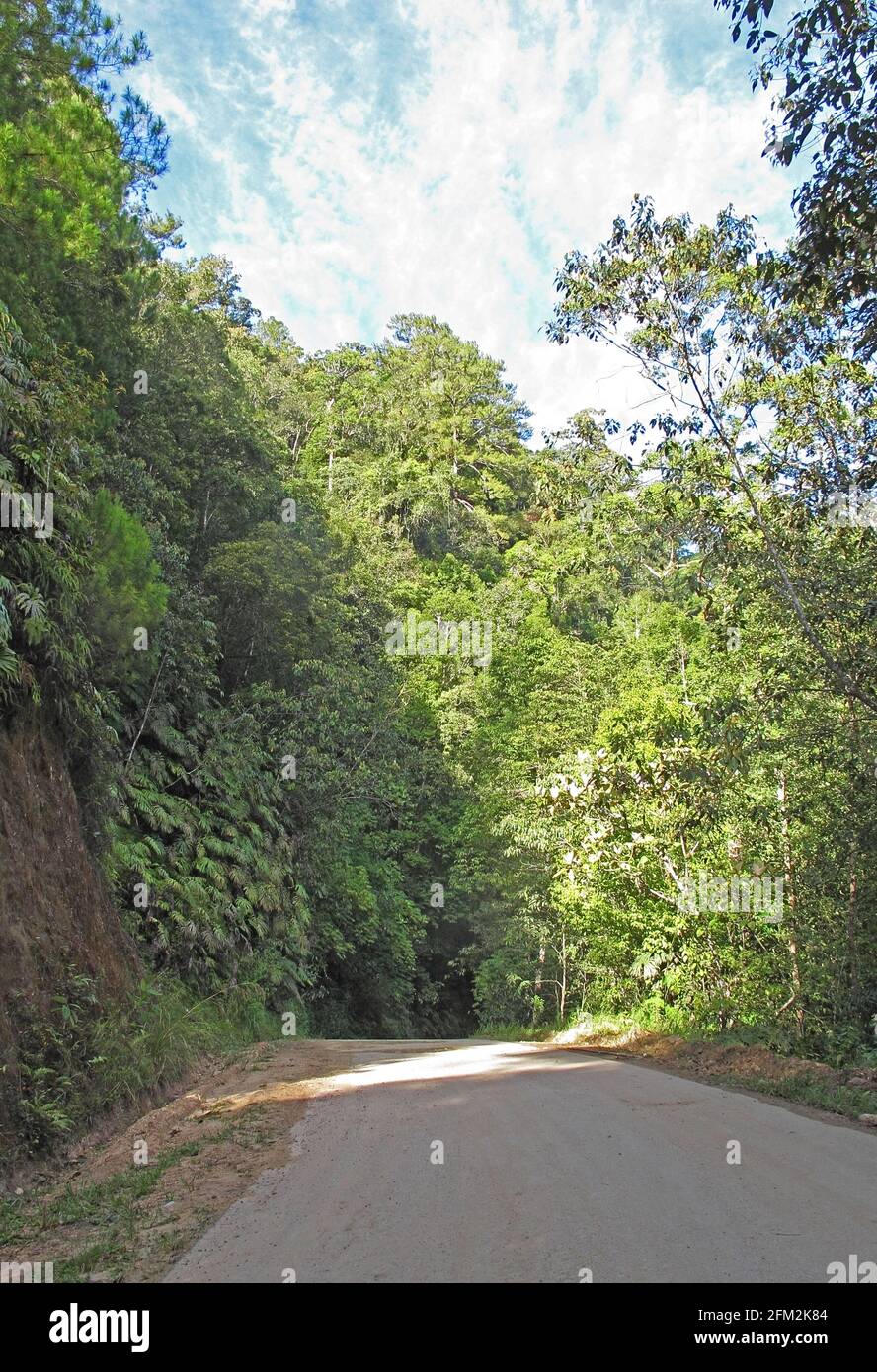 Vista lungo Tapan Road, attraverso la strada forestale Kambas NP, Sumatra, Indonesia Giugno Foto Stock