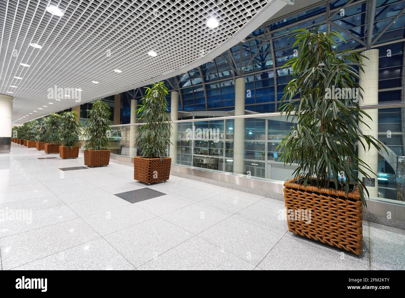 MOSCA, RUSSIA - 3 MAGGIO 2021: Grandi piante di fico verde in un aeroporto internazionale Domodedovo Foto Stock