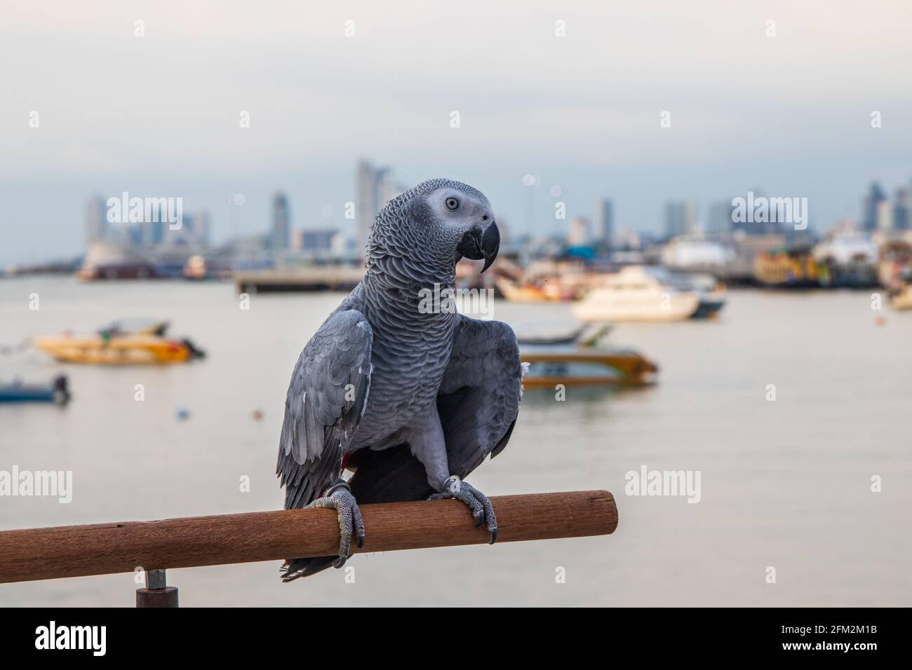 Pappagallo grigio africano arroccato sulla ringhiera di un molo al porto Foto Stock
