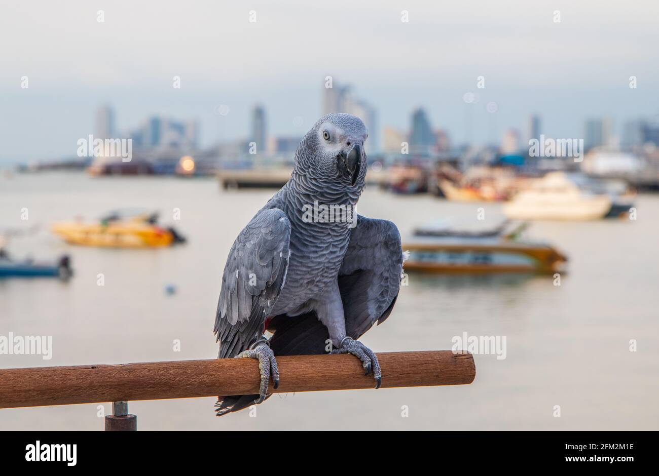 Pappagallo grigio africano arroccato sulla ringhiera di un molo al porto Foto Stock