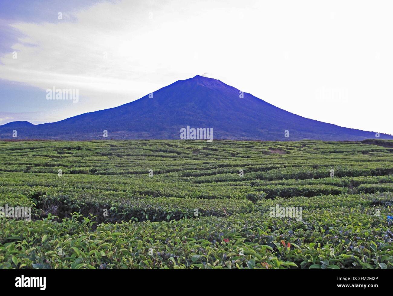 Vista della montagna sopra la piantagione di tepa Kerinci Seblat NP, Sumatra, Indonesia Giugno Foto Stock
