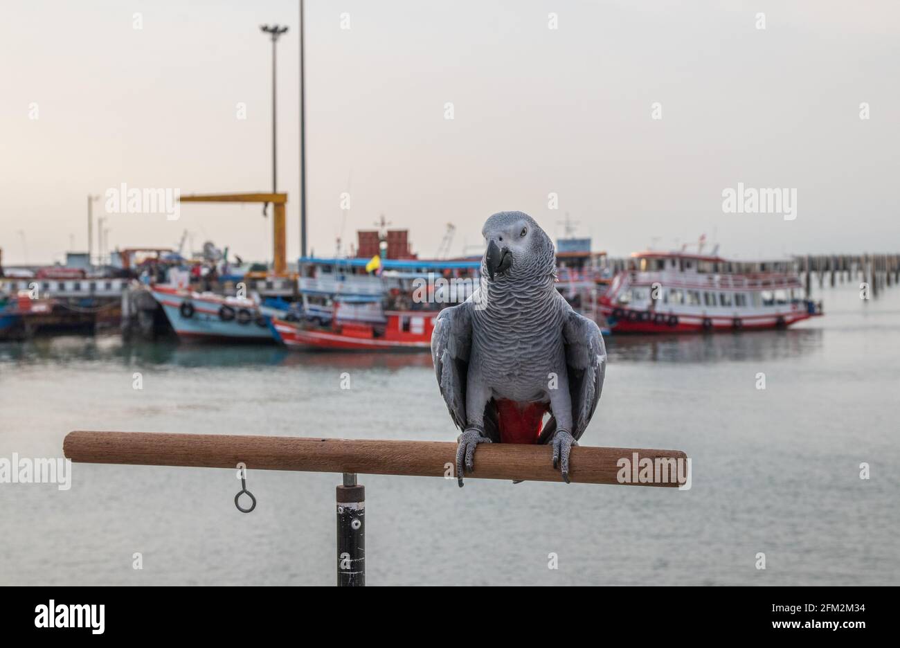 Pappagallo grigio africano arroccato sulla ringhiera di un molo al porto Foto Stock