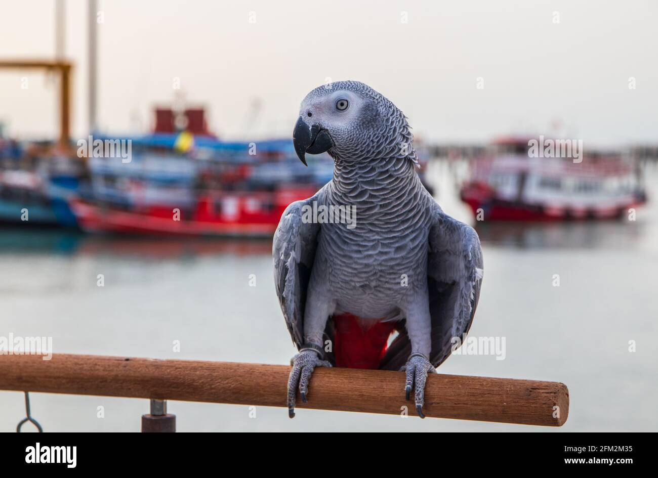 Pappagallo grigio africano arroccato sulla ringhiera di un molo al porto Foto Stock