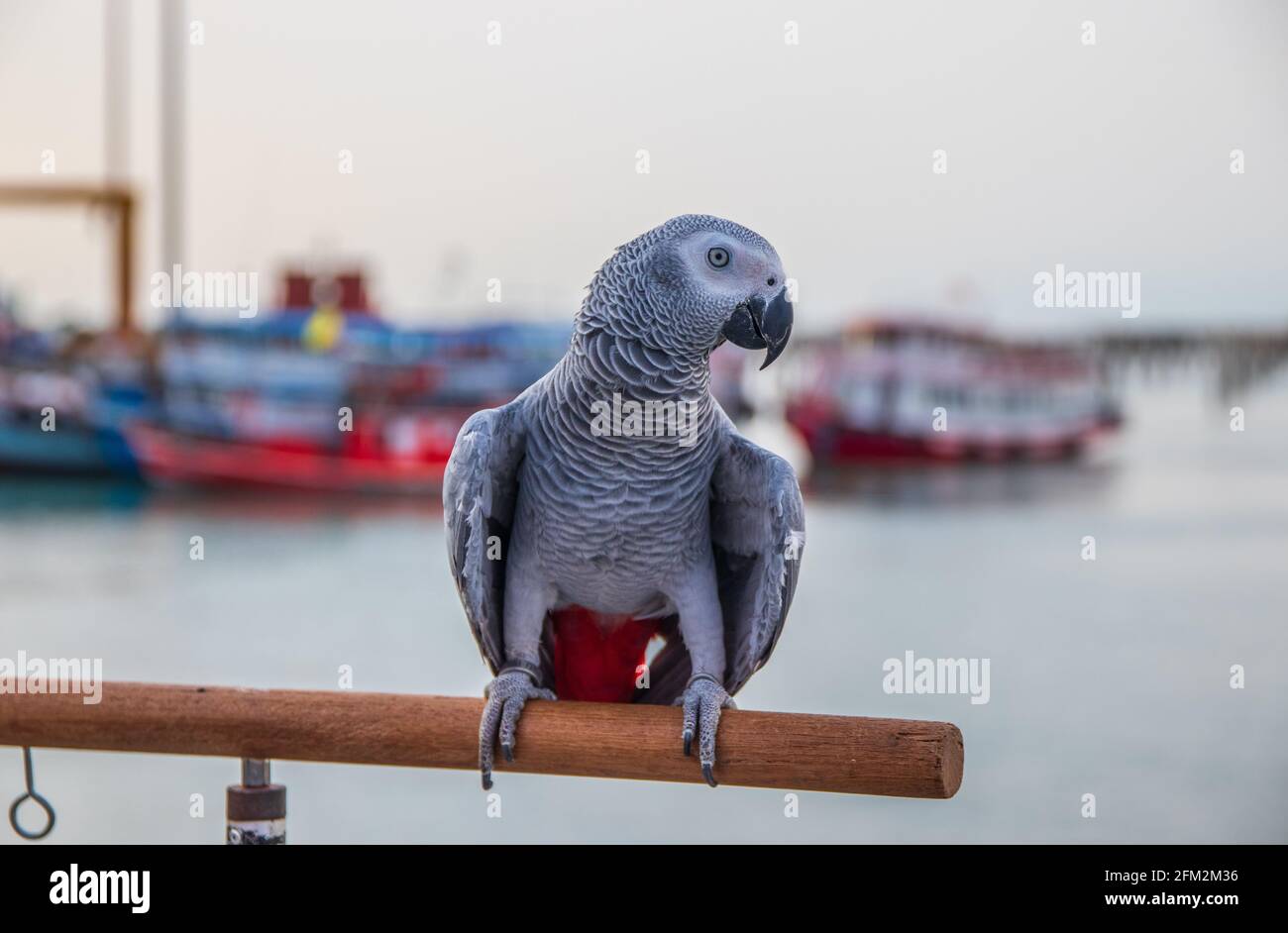 Pappagallo grigio africano arroccato sulla ringhiera di un molo al porto Foto Stock
