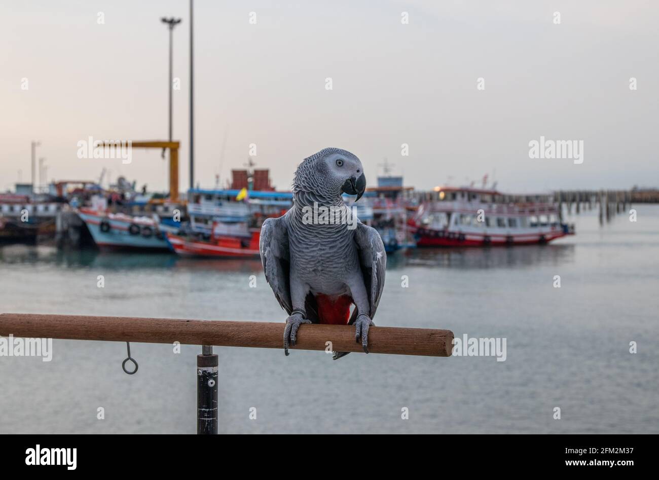 Pappagallo grigio africano arroccato sulla ringhiera di un molo al porto Foto Stock