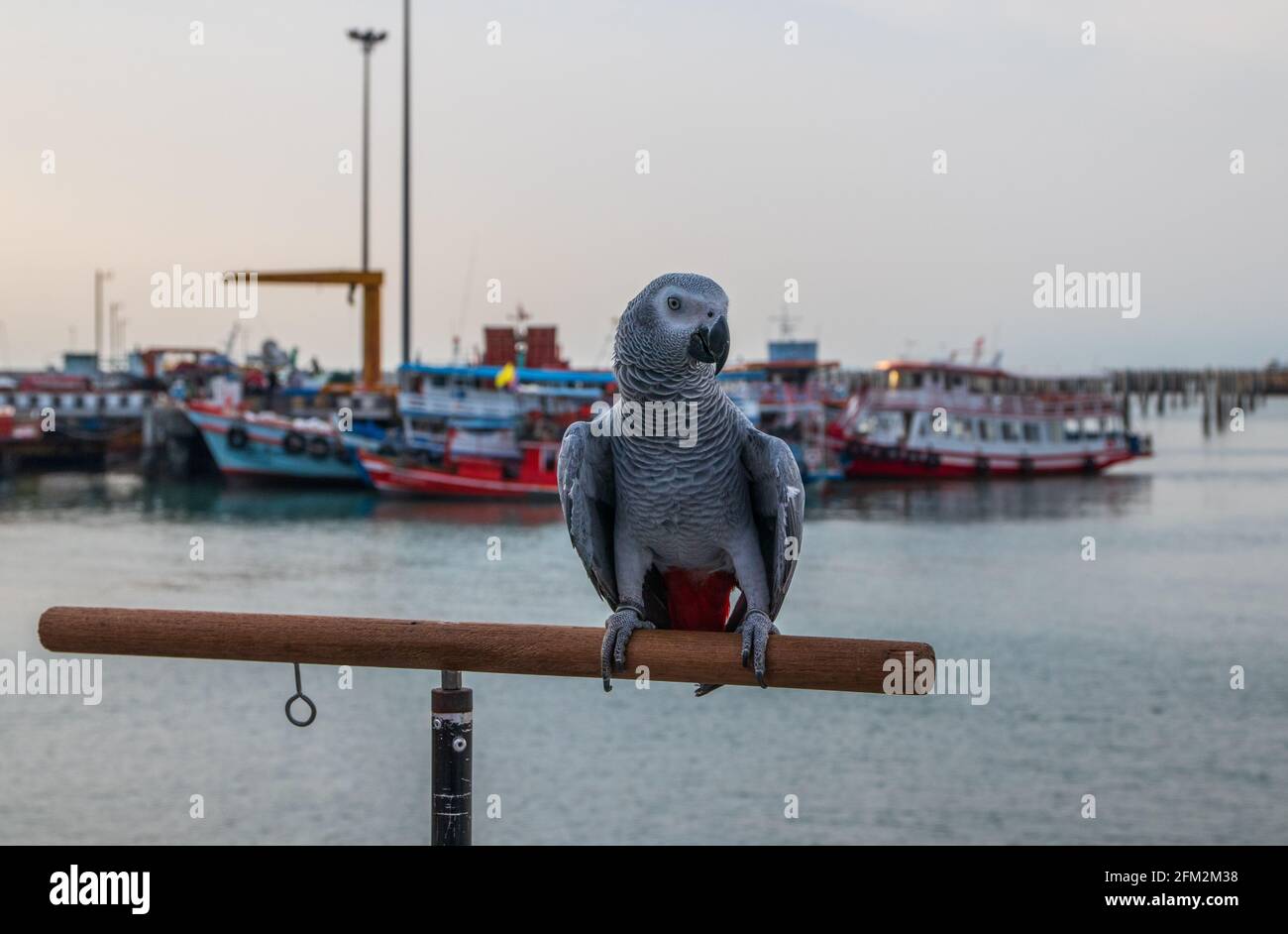 Pappagallo grigio africano arroccato sulla ringhiera di un molo al porto Foto Stock