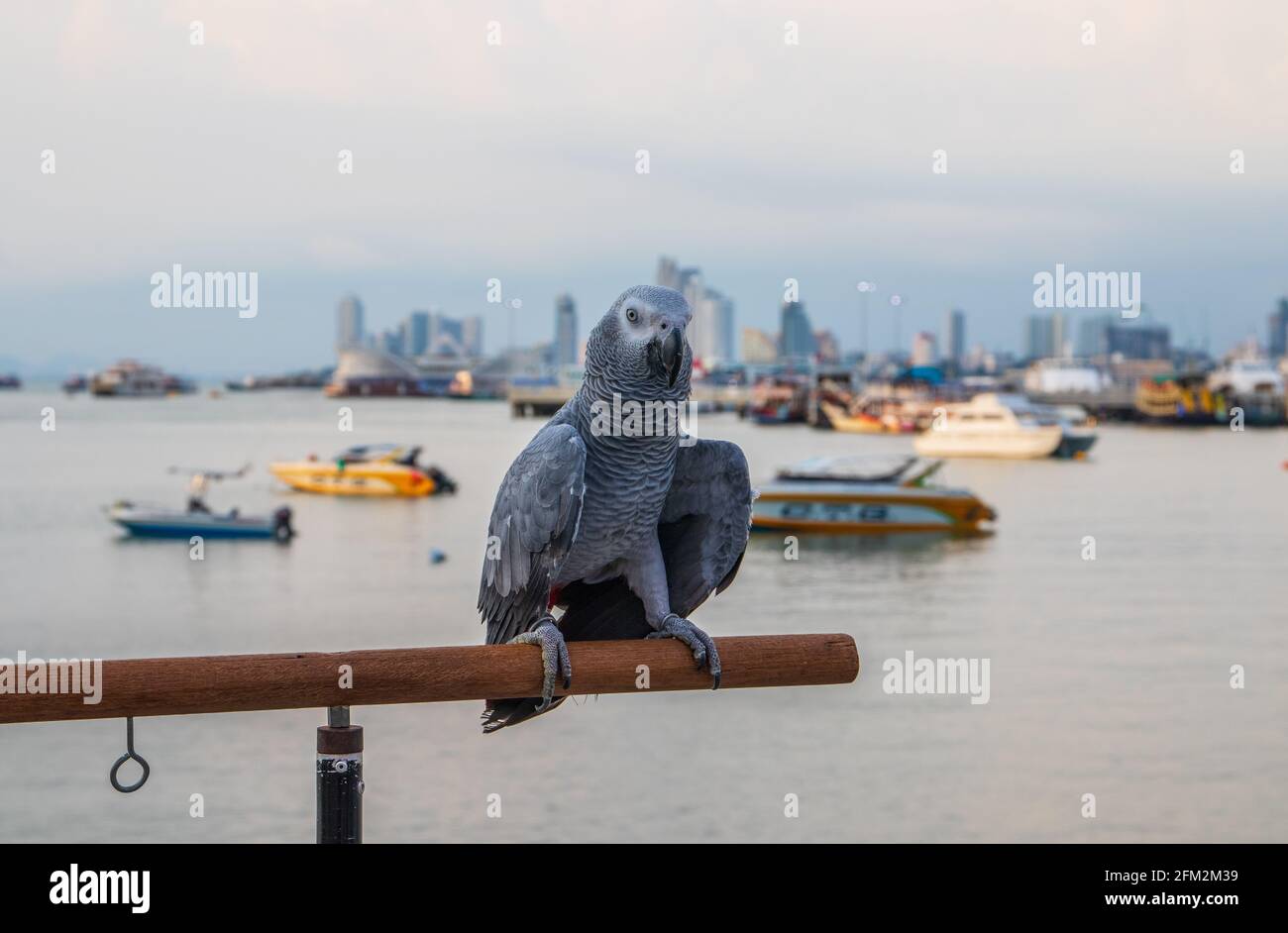 Pappagallo grigio africano arroccato sulla ringhiera di un molo al porto Foto Stock