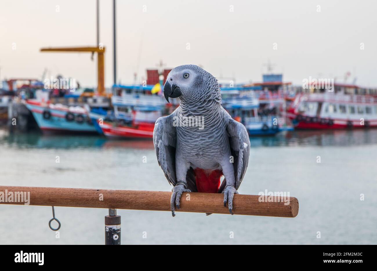 Pappagallo grigio africano arroccato sulla ringhiera di un molo al porto Foto Stock