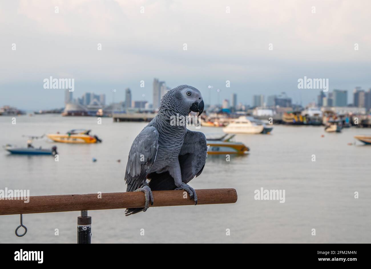 Pappagallo grigio africano arroccato sulla ringhiera di un molo al porto Foto Stock