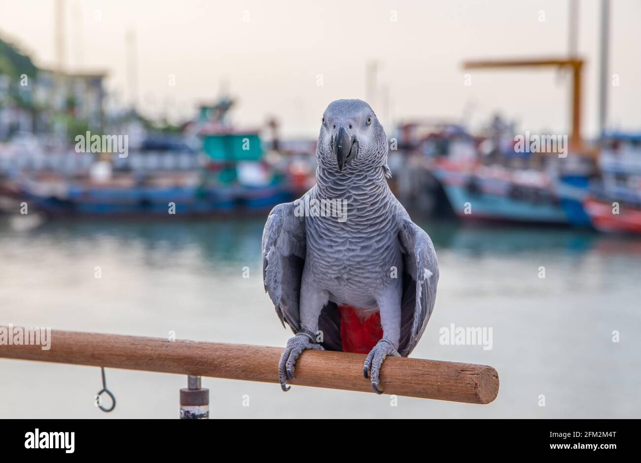Pappagallo grigio africano arroccato sulla ringhiera di un molo al porto Foto Stock