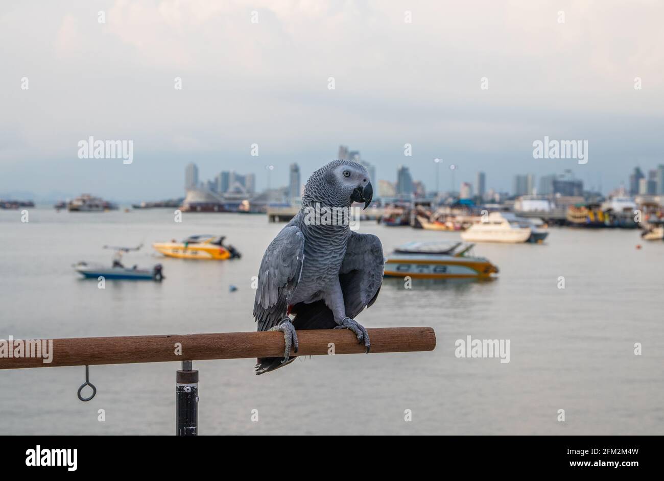 Pappagallo grigio africano arroccato sulla ringhiera di un molo al porto Foto Stock